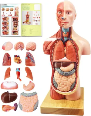 EVOTECH 2025 New Human Body Model for Kids, 15 Pcs Removable 11 inch Human Torso Anatomy Model with Heart Head Skull Brain Skeleton Model, Age 4 , Preschool & School Medical Education Display