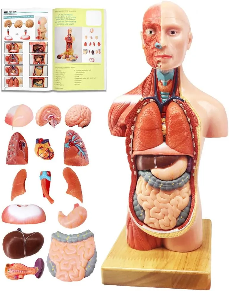 EVOTECH 2025 New Human Body Model for Kids, 15 Pcs Removable 11 inch Human Torso Anatomy Model with Heart Head Skull Brain Skeleton Model, Age 4 , Preschool & School Medical Education Display
